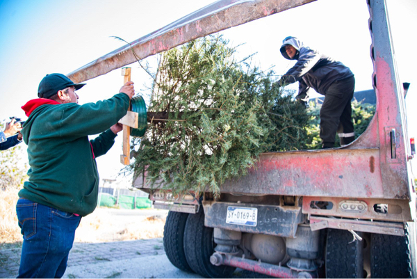 AUDIO-Anuncian campaña de recolección de árboles de navidad en El Marqués