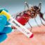Confirman 8 casos de dengue con signos de alarma y grave en Querétaro 