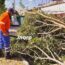 Camión derribó un árbol en la colonia El Marqués