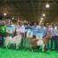 Premio de Gran Campeón en cabras lecheras para Jesús Navarrete de SJR en la FIGQ2024