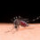 Dengue afecta a seis municipios de Querétaro