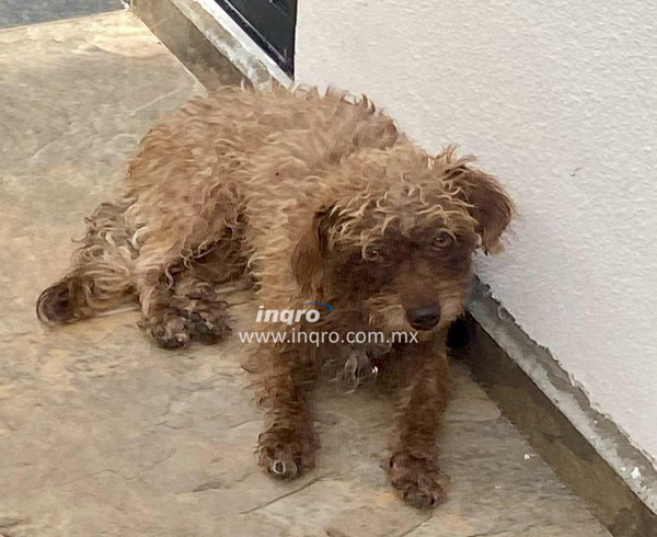 Colocan 150 chips para gatos y perros: Lennyz Meléndez