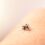 Se duplican casos de dengue en Querétaro