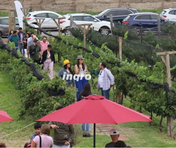 AUDIO: Viñedos de Querétaro se encuentran en proceso de regulación